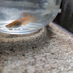 メダカ（楊貴妃）や水草をお譲りします。2025年3回目