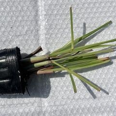 800円　原産／ベトナム　レモングラス　発根苗　10株の画像