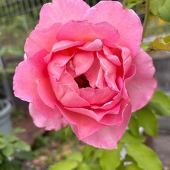 薔薇　ティファニー