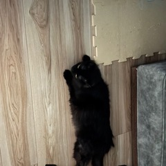 黒猫長毛