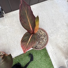 成長してます。値下げ　カンナ　ダーバン　鉢付き③　観葉植物　豪華カラーリーフの画像