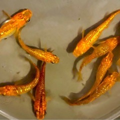 🉐🐟【ｸﾘｱﾌﾞﾗｳﾝﾗﾒ】成魚9匹🐟　メダカ