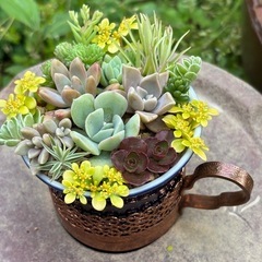 ティーカップ多肉植物寄せ植えの画像