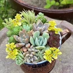 ティーカップ多肉植物寄せ植えの画像