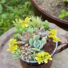 ティーカップ多肉植物寄せ植えの画像