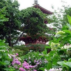 6/29(日)高幡不動あじさいまつりランチ＆カフェ会40代50代...