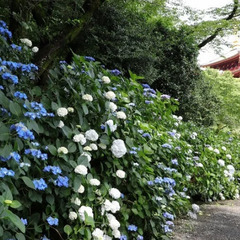 6/29(日)高幡不動あじさいまつりランチ＆カフェ会40代50代参加者募集 ※現在5人（女性2、男性3）、あと3人 - 日野市