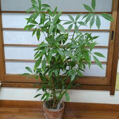 【受け渡し者決定】シェフレラ　高さ75センチ　観葉植物
