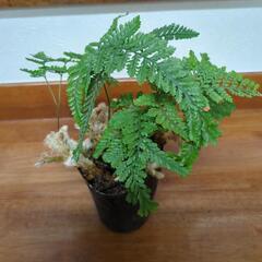 【受け渡し者決定】セール品◆モコモコ根っこ　観葉植物