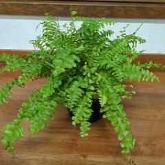 【受け渡し者決定】セール品◆観葉植物②　