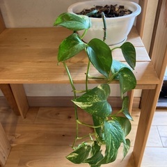 観葉植物