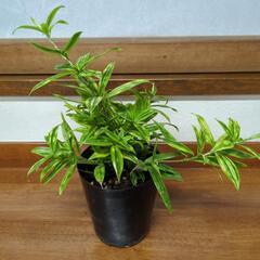 【受け渡し者決定】チャメヤシ　高さ30センチ　観葉植物