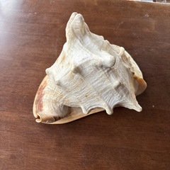 貝の置き物　カッコいい
