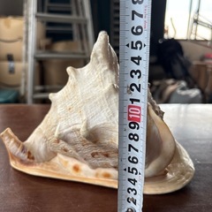 貝の置き物　カッコいいの画像