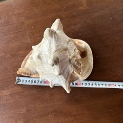 貝の置き物　カッコいいの画像