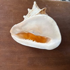 貝の置き物　カッコいいの画像