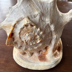 貝の置き物　カッコいいの画像