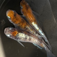 朱光菊メダカの卵　30個＋α