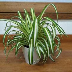 【受け渡し者決定】オリズルラン　25センチ　観葉植物