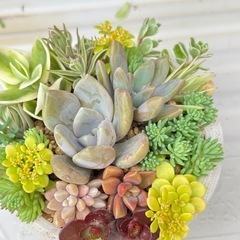 多肉植物寄せ植え⑥