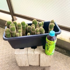 サボテン・お金のなる木・サンセベリアなどの観葉植物