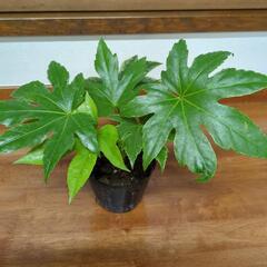 【受け渡し者決定】ヤツデ　高さ25センチ　観葉植物