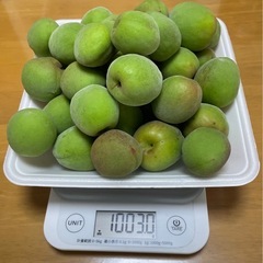 値下げしました❗️青梅(南高梅)　1kg