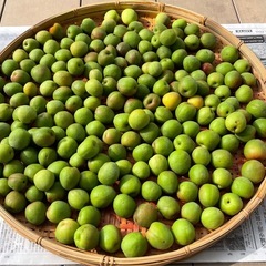 値下げしました❗️青梅(南高梅)　1kgの画像