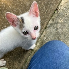 猫を一生可愛がってくださる方