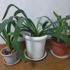 君子蘭