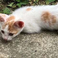 一生可愛がってくださる方