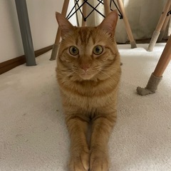 茶トラ