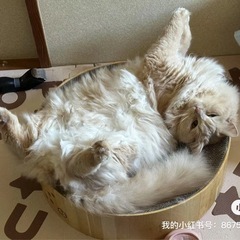 里親募集中、2歳1ヶ月 - 大津市
