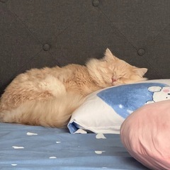 里親募集中、2歳1ヶ月 - 里親募集