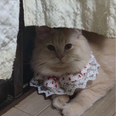 里親募集中、2歳1ヶ月 − 滋賀県