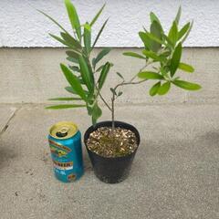 【オリーブ挿し木苗　2年生】