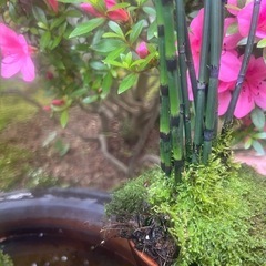 トクサの画像