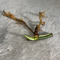  斑入りモンステラ　デリシオーサ
