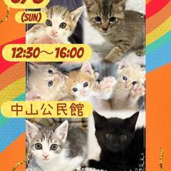 にゃお子んち🐱子猫大集合‼️🐱譲渡会🐈中山公民館