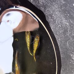 ヒミツヘイキメダカ卵20個