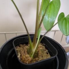 お譲り完了 チビらっきょみたい🤭の画像