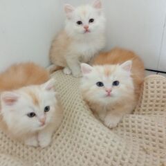 メスのペルシャ猫の子猫