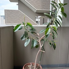 ゴムの木

