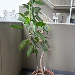 ゴムの木
の画像