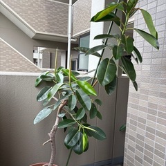 ゴムの木
の画像