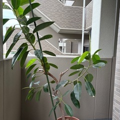 ゴムの木
の画像