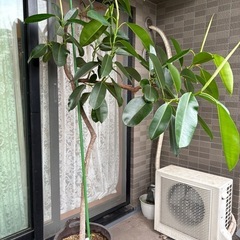 ゴムの木