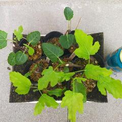 【ドーフィン（イチジク）の挿し木苗】の画像