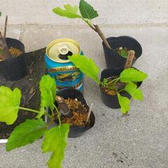 【ドーフィン（イチジク）の挿し木苗】の画像