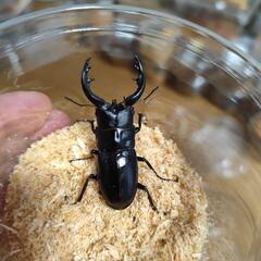 アマミノコギリクワガタペア
